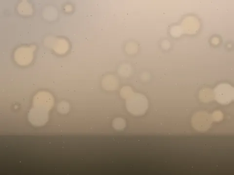 Die mediterrane Rohbar